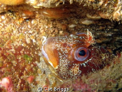 Peek a boo
Tompot Blenny on the wreck of the James Eagan... by Cat Briggs 